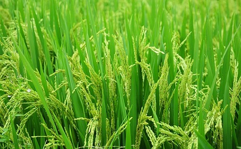 新型草莓黄色的视频推广应用前景